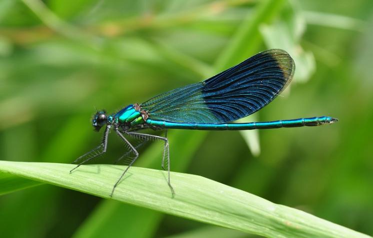 Motýlice lesklá (Calopteryx splendens), Třebíč, foto Václav Křivan