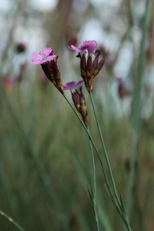 Hvozdík Pontederův (Dianthus pentederae), Hrotovice ([TR], 10.6.2015, foto Libor Ekrt