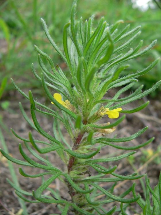 Zběhovec trojklaný pravý (Ajuga chamaepitys), NPP Švařec [ZR], 25.8.2014, foto Luděk Čech