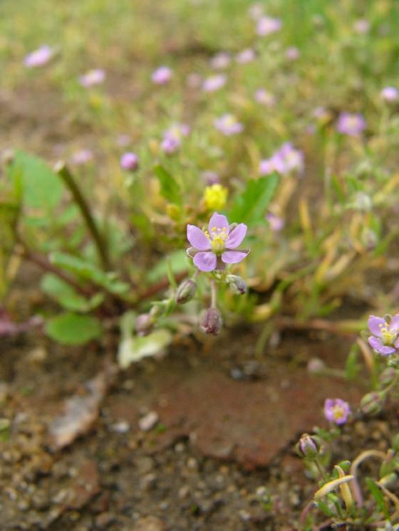 Kuřinka ostnosemenná (Spergularia echinosperma), PP Staropavlovský rybník [ZR], 20.6.2012, foto Josef Komárek