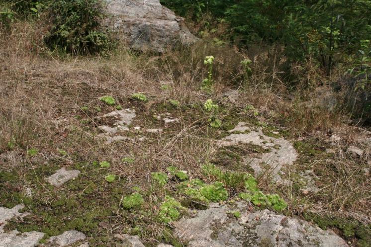 Netřesk výběžkatý pravý (Jovibarba globifera), Turovka [PE], 10.8.2006, foto Libor Ekrt