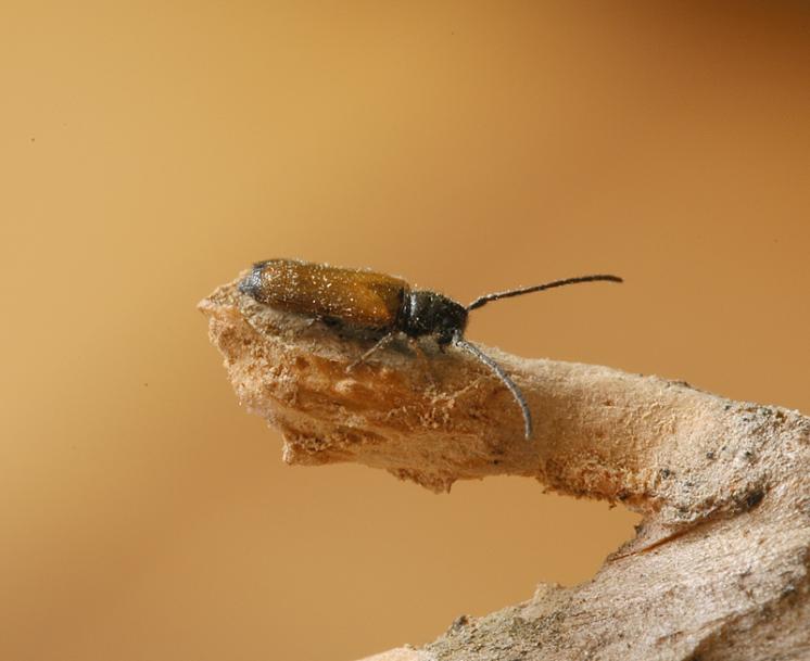 Kozlíček ovocný (Tetrops praeusta), Štěměchy, foto Václav Křivan