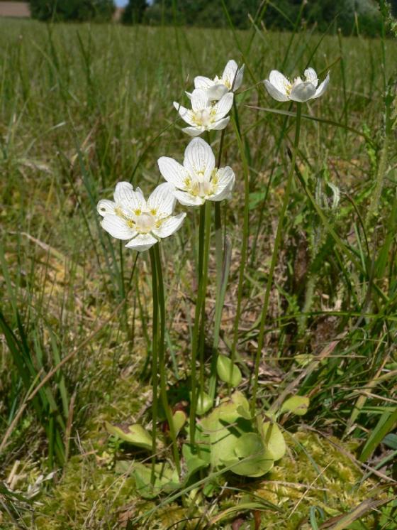 Tolije bahenní (Parnassia palustris), PR Čermákovy louky [PE], 7.8.2008, foto Luděk Čech