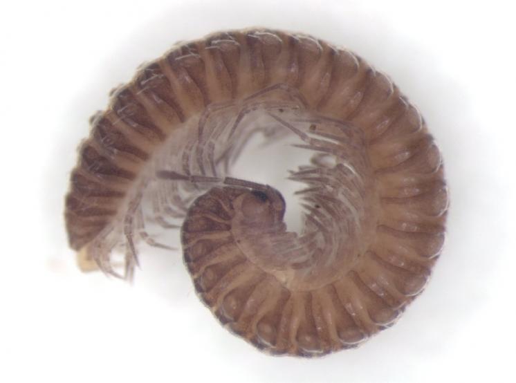 Skvrněnka severní (Listrocheiritium septentrionale), foto Karel Tajovský