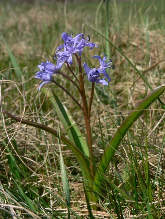 Ladoňka dvoulistá pravá rakouská (Scilla bifolia subsp. bifolia var. drunensis), PP Hluboček [TR], 13.4.2007, foto Luděk Čech