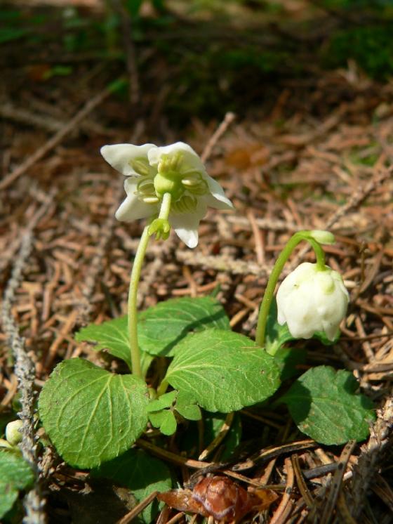 Jednokvítek velekvětý (Moneses uniflora), Řídelov, Třešťský potok [JI], 28.5.2007, foto Luděk Čech