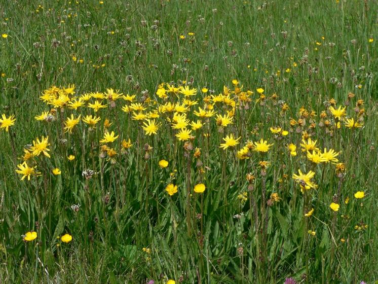 Hadí mord nízký (Scorzonera humilis), Dudín [JI], 22.5.2007, foto Luděk Čech