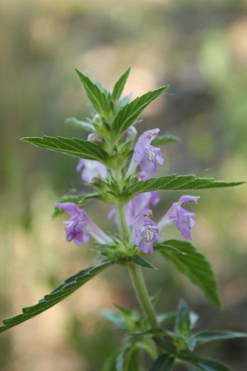Konopice širolistá (Galeopsis ladanum), Šemíkovice, Výří skála v údolí Rokytné [TR], 18.6.2016, foto Libor Ekrt