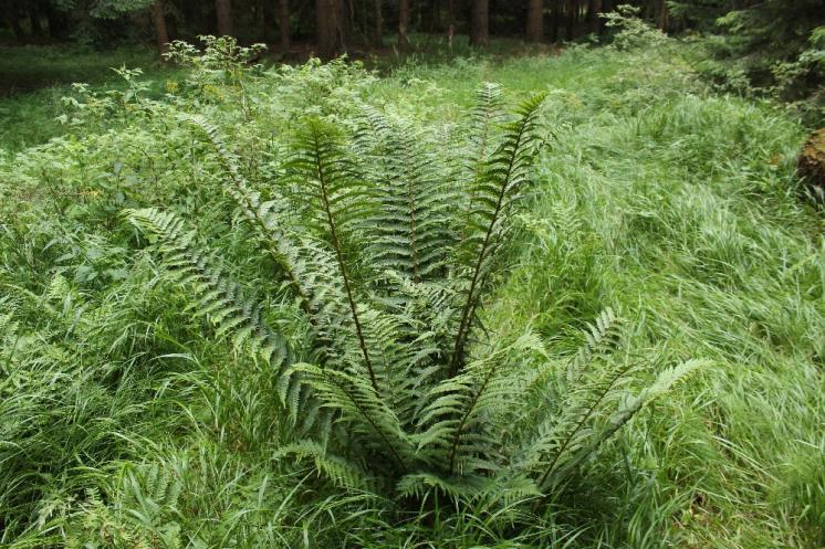Kapraď Borrerova (Dryopteris borreri), NPR Žákova hora [ZR], 10.7.2015, foto Libor Ekrt