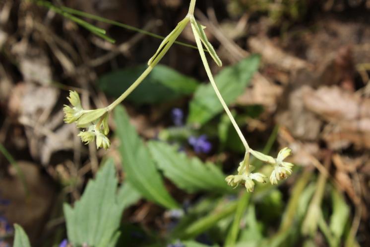 Kozlíček kýlnatý (Valerianella carinata), Šemíkovice, Výrova skála v údolí Rokytné [TR], 22.5.2016, foto Libor Ekrt