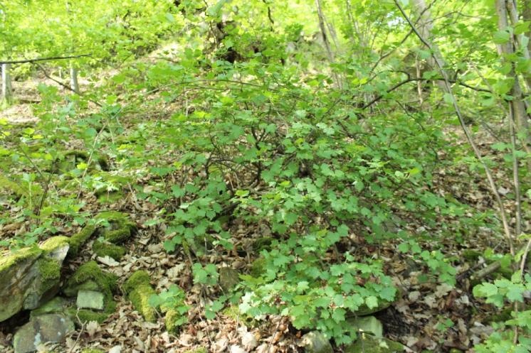 Rybíz alpínský (Ribes alpinum), Plešice, Staré Duby [TR], 12.5.2015, foto Libor Ekrt