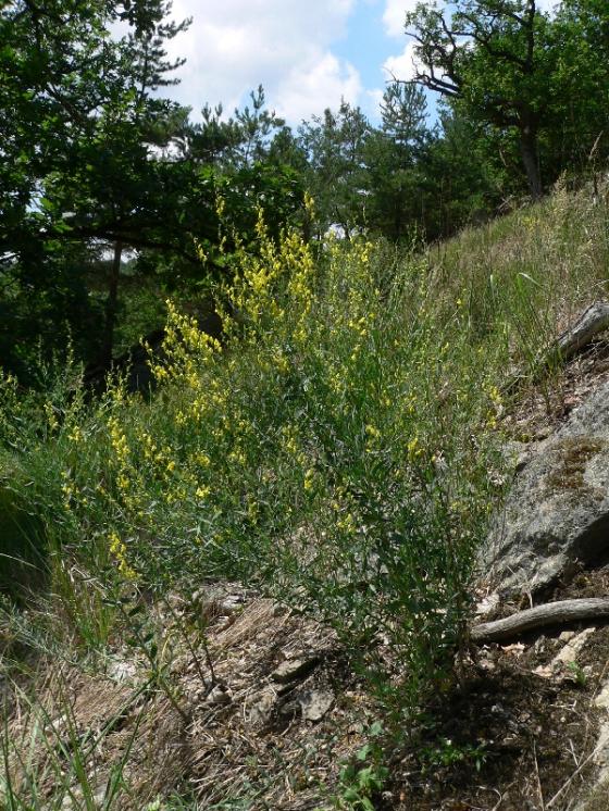 Lnice kručinkolistá (Linaria genistifolia), Šemíkovice [TR], 26.6.2012, foto Luděk Čech