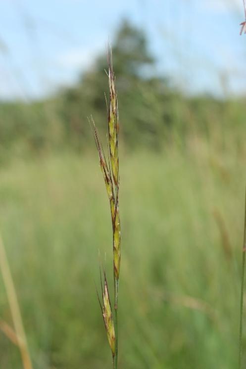 Ovsíř luční pravý (Helictochloa pratensis), Hrotovice [TR], 10.6.2015, foto Libor Ekrt