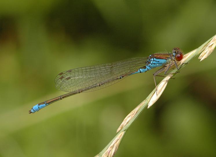 Šidélko znamenané (Erythromma viridulum), Předín, foto Václav Křivan