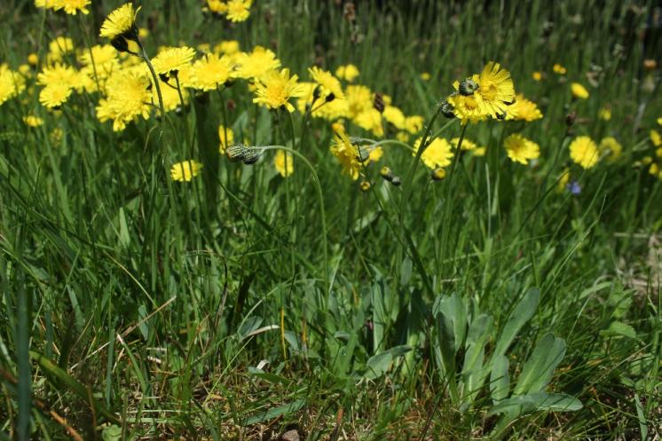 Chlupáček myší ouško (Pilosella lactucella), PR Na Oklice [JI], 2.6.2015, foto Libor Ekrt