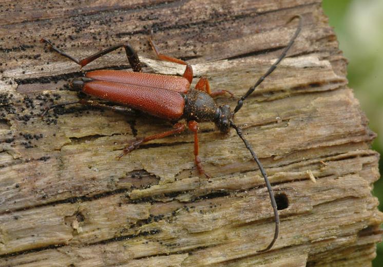Tesařík Corymbia erythroptera, Náměšť nad Oslavou, foto Václav Křivan