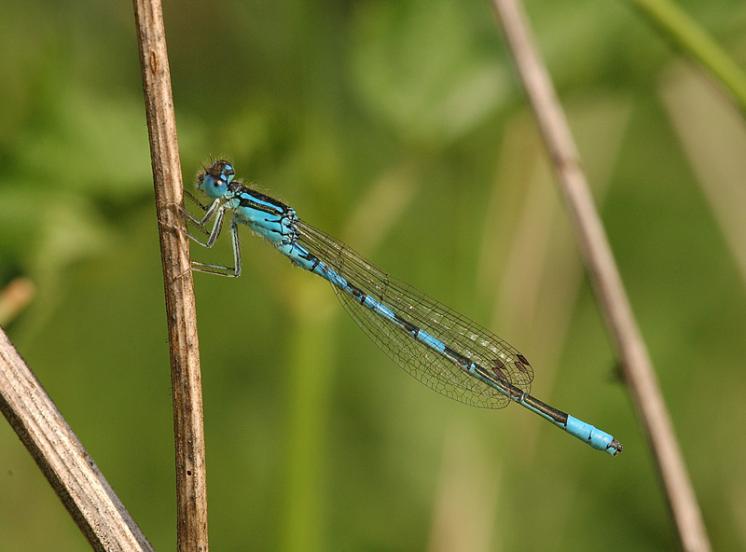 Šidélko huňaté (Coenagrion scitulum), ryb. Parný Mlýn, Krahulov, foto Václav Křivan