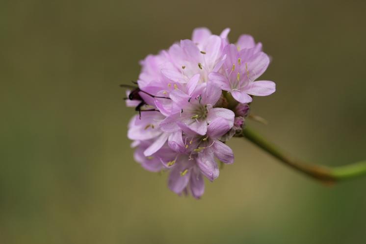 Trávnička obecná hadcová (Armeria elongata subsp. serpentini), NPR Mohelenská hadcová step [TR], 16.6.2015, foto Libor Ekrt