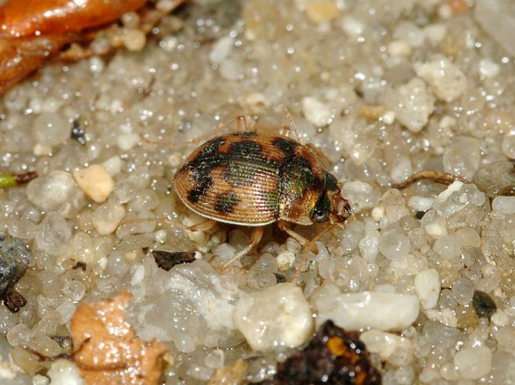 Střevlíček Omophron limbatum, foto Václav Křivan