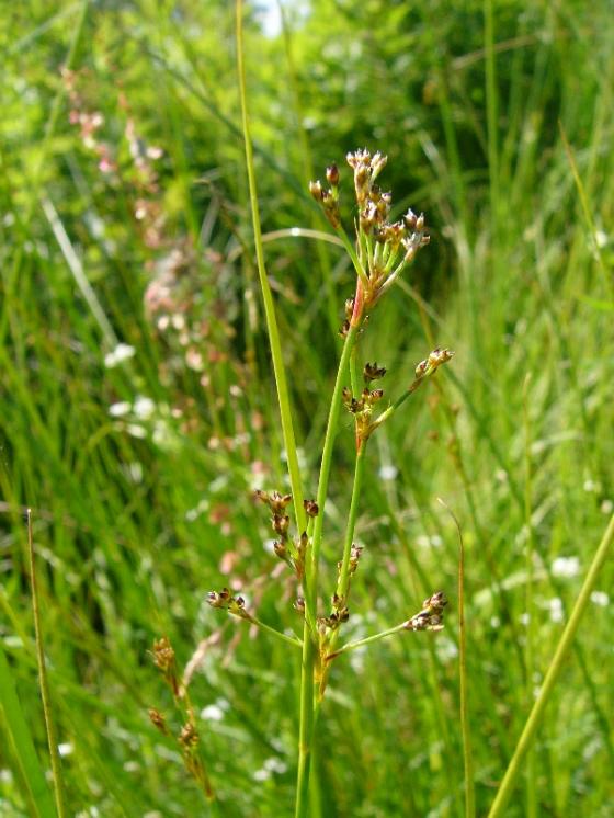 Sítina ostrokvětá (Juncus acutiflorus), Sedlatice [JI], 2.7.2013, foto Josef Komárek