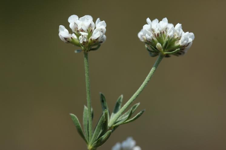 Bílojetel německý (Dorycnium germanicum), NPR Mohelenská hadcová step [TR], 10.6.2015, foto Libor Ekrt