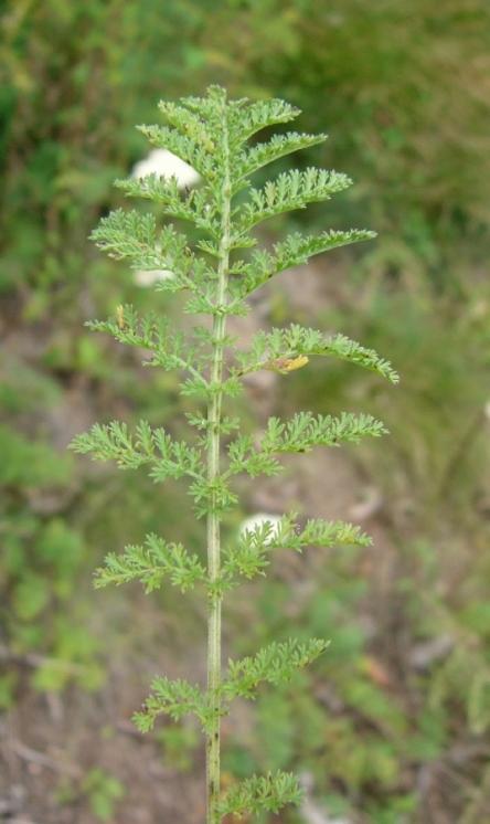 Řebříček sličný (Achillea nobilis), Dešov [TR], 19.7.2016, foto Josef Komárek