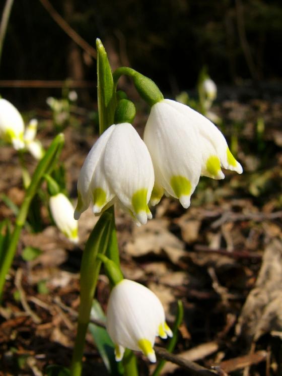 Bledule jarní (Leucojum vernum), PR Jechovec [JI], 28.2.2008, foto Josef Komárek