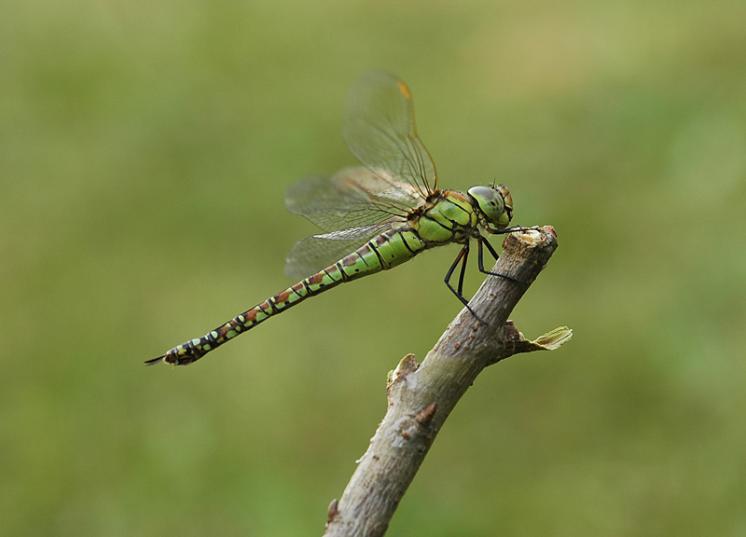 Šídlo rákosní (Aeshna affinis), Hladov, foto Václav Křivan