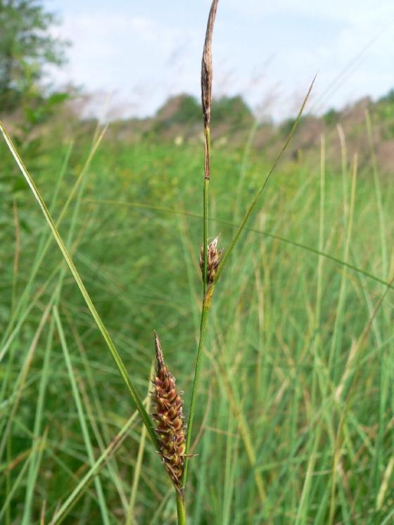 Ostřice plstnatoplodá (Carex lasiocarpa), Horní Vilímeč [PE], 28.6.2006, foto Luděk Čech