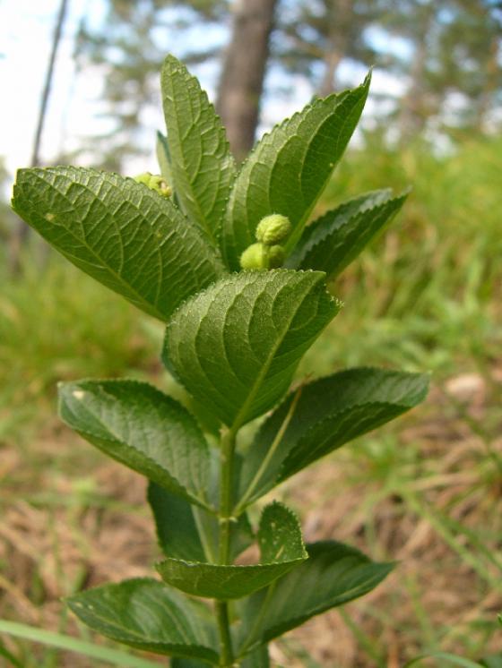 Bažanka vejčitá (Mercurialis ovata), PR Dukovanský mlýn [TR], 18.6.2008, foto Josef Komárek