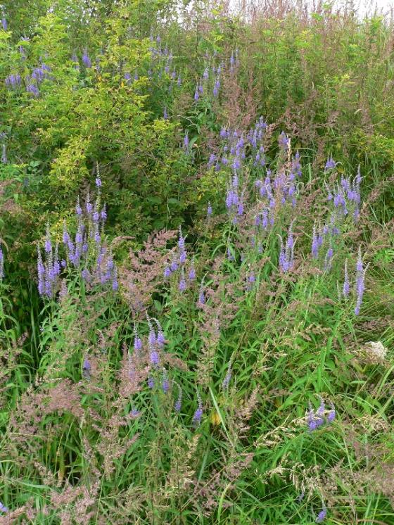 Rozrazil dlouholistý (Veronica maritima), Mysliboř [JI], 15.7.2008, foto Luděk Čech