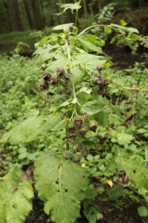 Lopuch hajní (Arctium nemorosum), PR Údolí Oslavy a Chvojnice, [TR], 27.8.2013, foto Libor Ekrt