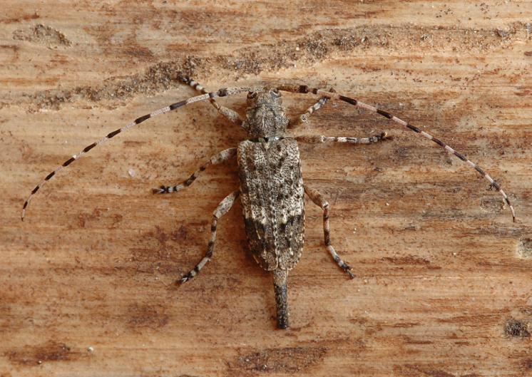 Kozlíček jedlový (Acanthocinus reticulatus), foto Václav Křivan