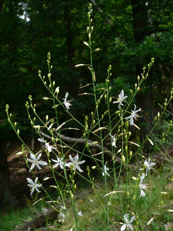 Bělozářka větevnatá (Anthericum ramosum), PR Údolí Oslavy a Chvojnice, Kraví hora [TR], 30.6.2009, foto Luděk Čech