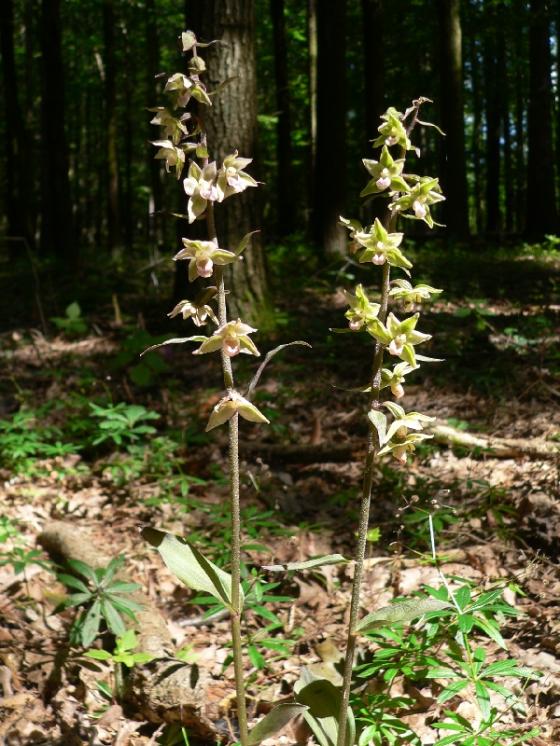 Kruštík modrofialový (Epipactis purpurata), Radkovice u Hrotovic [TR], 7.8.2009, foto Luděk Čech