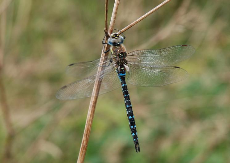 Šídlo pestré (Aeshna mixta), Dlouhá Brtnice, foto Václav Křivan
