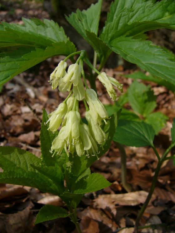 Kyčelnice devítilistá (Dentaria enneaphyllos), Štoky [JI], 23.4.2010, foto Josef Komárek