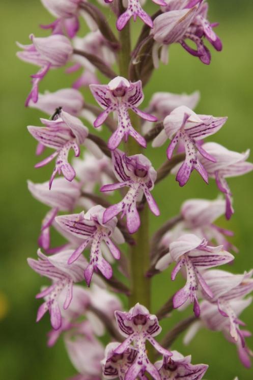 Vstavač vojenský (Orchis militaris), PP Křižník [ZR], 1.6.2013, foto Libor Ekrt