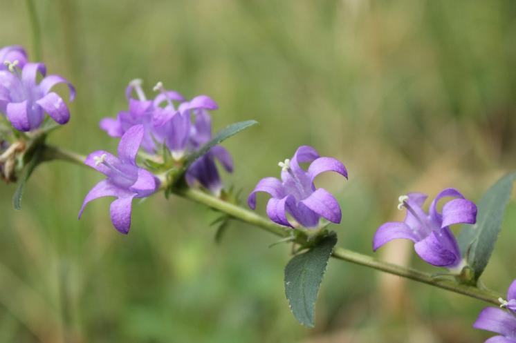 Zvonek klubkatý (Campanula glomerata), Šemíkovice, Knížecí seč [TR], 14.8.2016, foto Libor Ekrt
