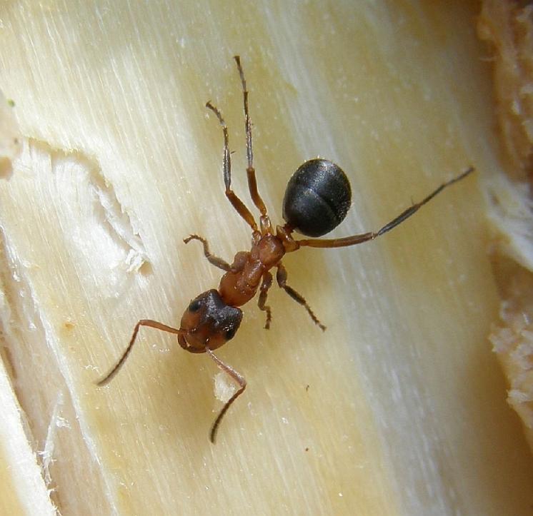 Mravenec pastvinný (Formica exsecta) patří k nejvíce ohroženým druhům mravenců u nás, Prvníky, foto Klára Bezděčková.
