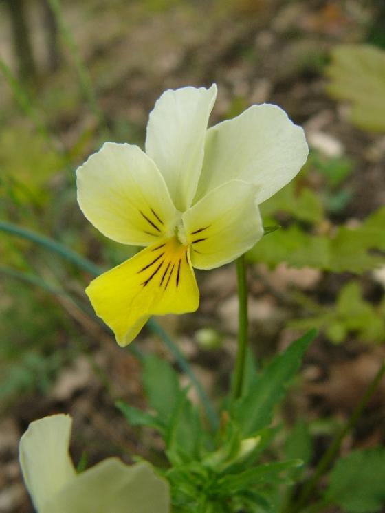 Violka trojbarevná skalní (Viola tricolor subsp. saxatilis), PR Velká skála [TR], 2.5.2013, foto Josef Komárek