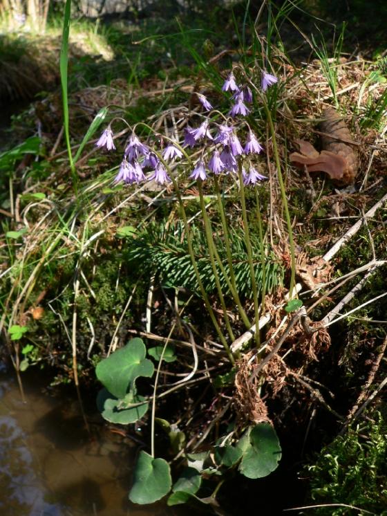 Dřípatka horská (Soldanella montana), Vlásenice-Drbohlavy [PE], 22.4.2011, foto Luděk Čech