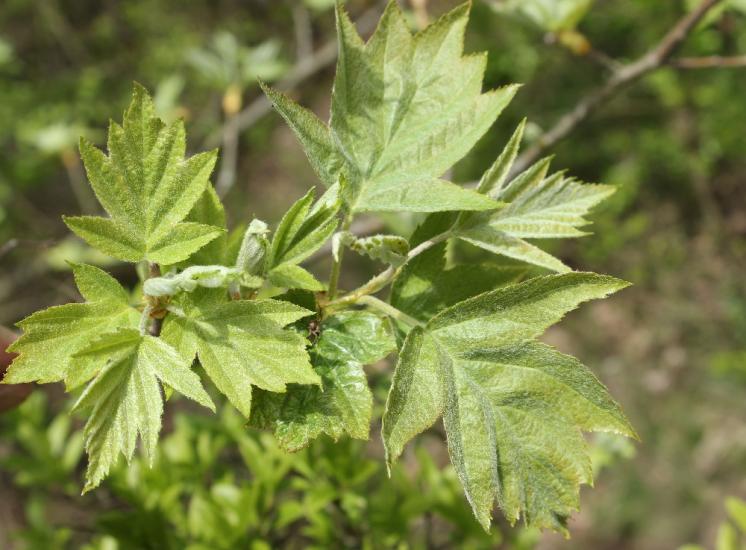 Jeřáb břek (Sorbus torminalis), Šemíkovice, Knížecí seč [TR], 22.4.2016, foto Libor Ekrt