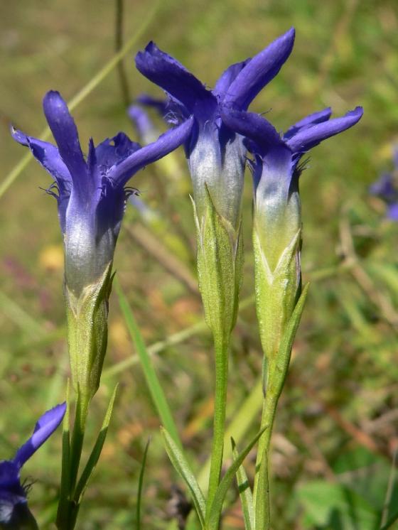 Hořec brvitý (Gentianopsis ciliata), Trhonice, lom Zmolovice [ZR], 16.9.2009, foto Luděk Čech