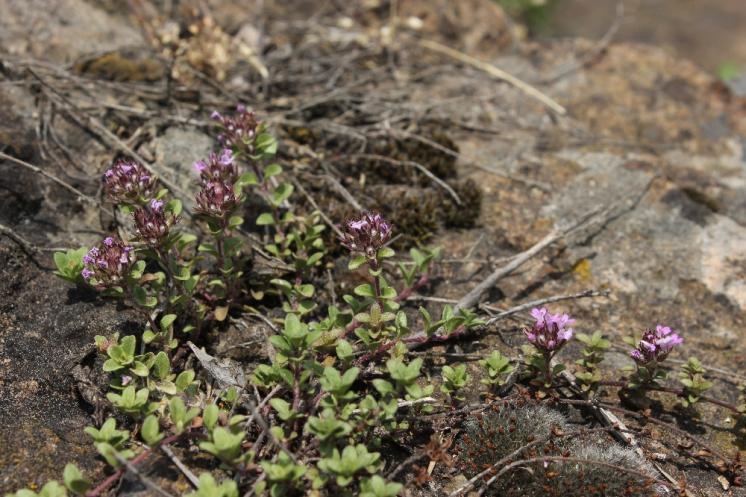 Mateřídouška časná pravá (Thymus praecox), NPR Mohelenská hadcová step [TR], 10.6.2015, foto Libor Ekrt