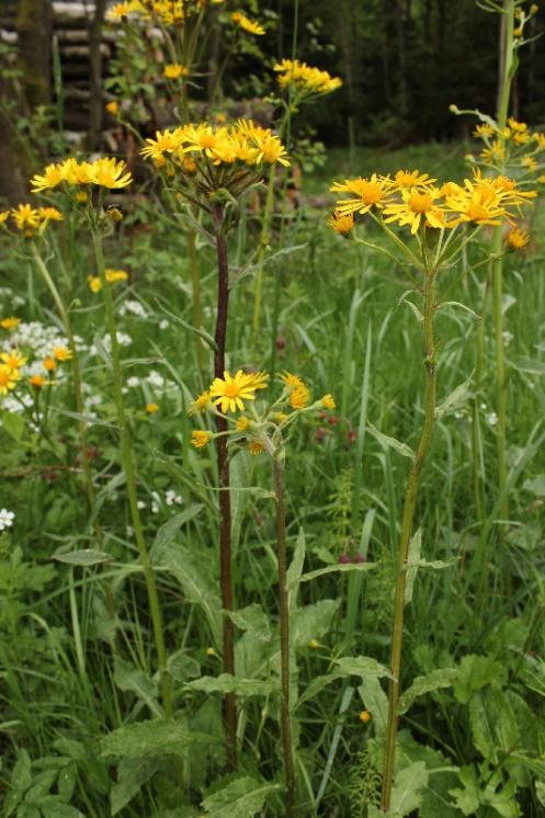 Starček potoční (Tephroseris crispa), PR Vílanecké rašeliniště [JI], 19.5.2015, foto Libor Ekrt