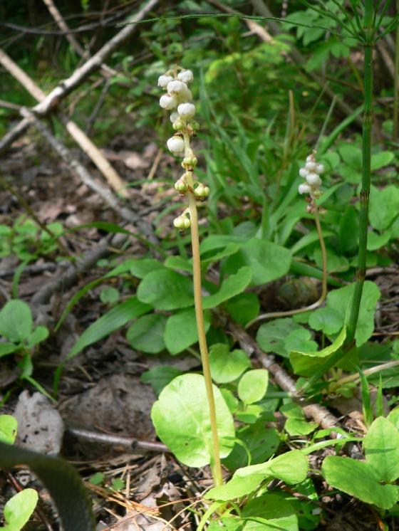 Hruštička menší (Pyrola minor), Kostelní Myslová [JI], 22.6.2010, foto Luděk Čech