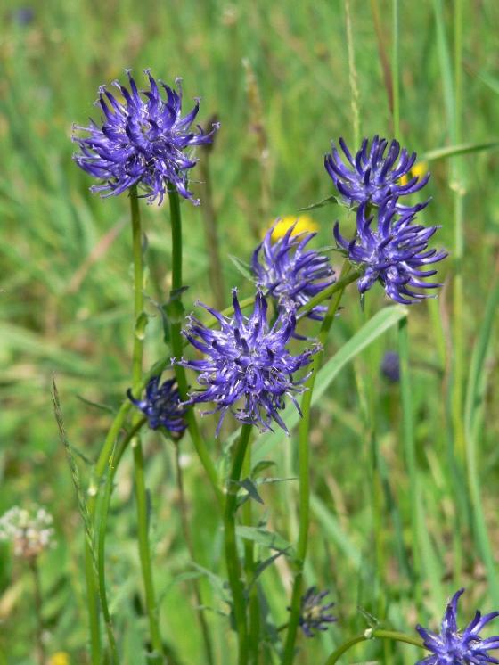 Zvonečník hlavatý (Phyteuma orbiculare), Dudín [JI], 27.5.2007, foto Luděk Čech