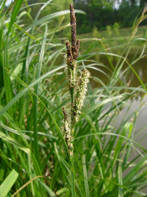 Ostřice banátská (Carex buekii), Babice u Světlé nad Sázavou [HB], 11.5.2009, foto Josef Komárek