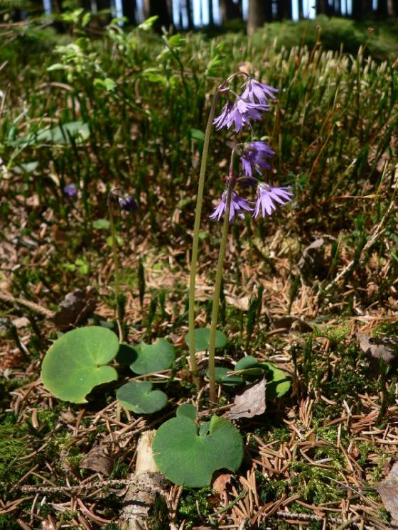 Dřípatka horská (Soldanella montana), Vlásenice-Drbohlavy [PE], 22.4.2011, foto Luděk Čech